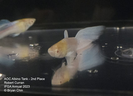 Guppy Albino AOC