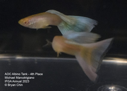 Guppy Albino AOC