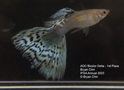 Guppy AOC Bicolor