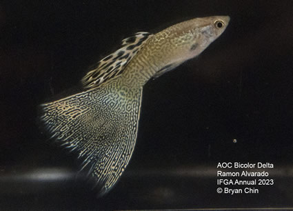 Guppy AOC Snakeskin Bicolor