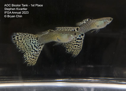 Guppy AOC  Snakeskin Bicolor