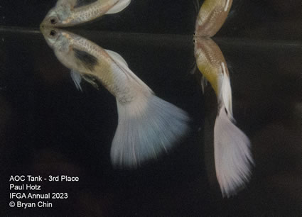 guppy stoerzbach White aoc