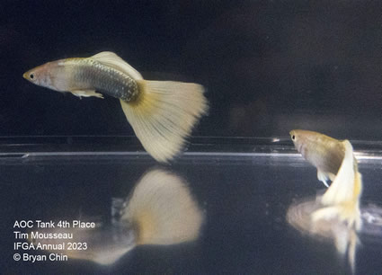 guppy stoerzbach yellow aoc