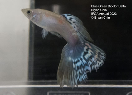 guppy blue green bicolor 