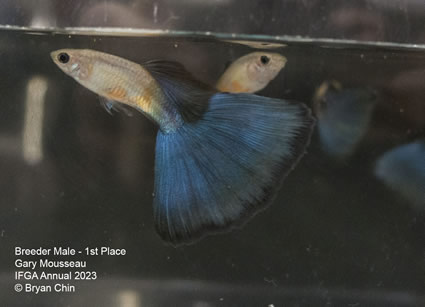 guppy blue male