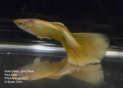 guppy gold stoerzbach 