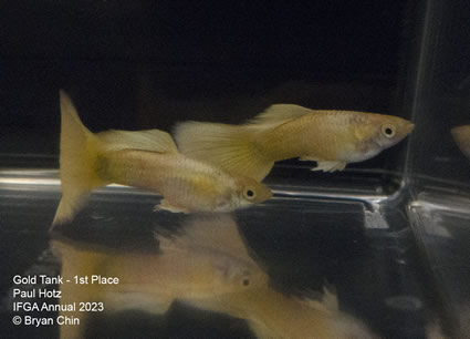 guppy gold stoerzbach 