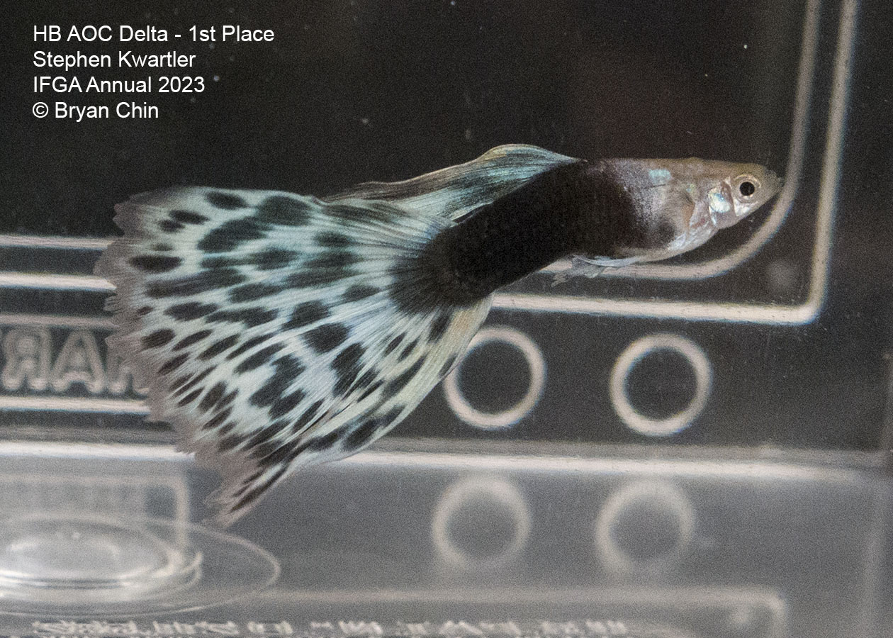 guppy hb aoc bicolor