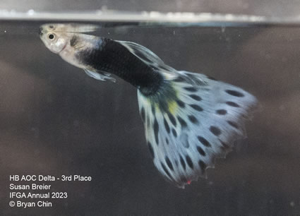 guppy hb aoc bicolor