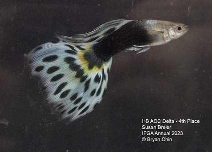 guppy hb aoc bicolor