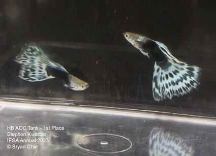 guppy hb aoc bicolor