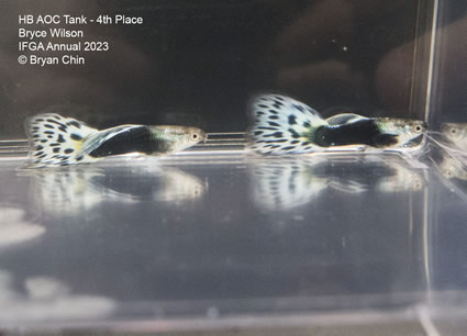 guppy hb aoc bicolor