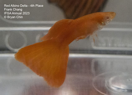 guppy red albino