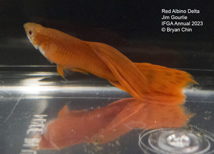 guppy red albino