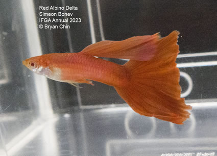 guppy red albino