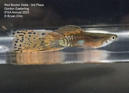 guppy red bicolor