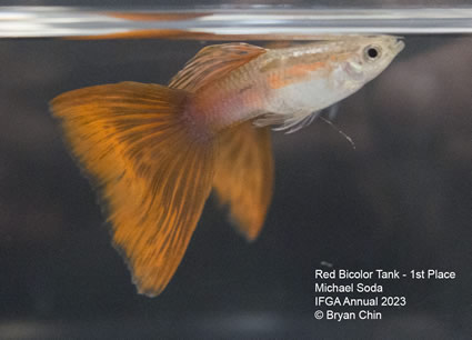 guppy red bicolor