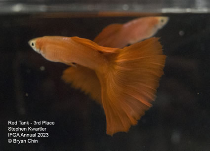 guppy red