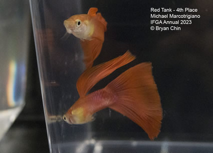 guppy red