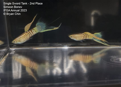 guppy bottom swordtail