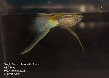 guppy bottom swordtail