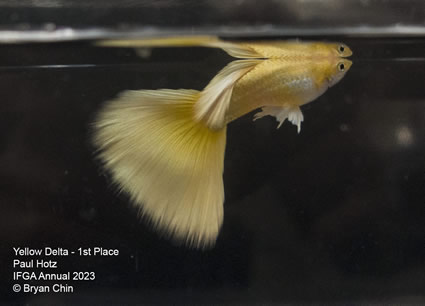 guppy yellow stoerzbach