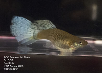 female guppy variegated