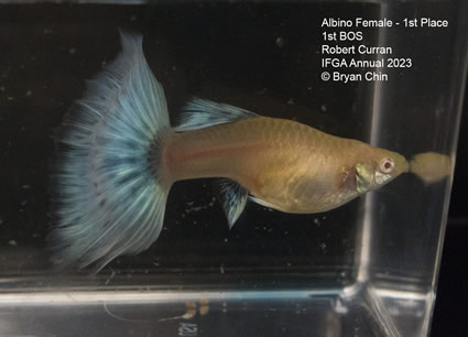 female guppy albino