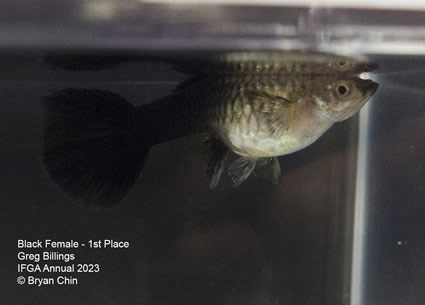 female guppy black