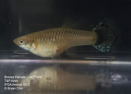 female guppy bronze