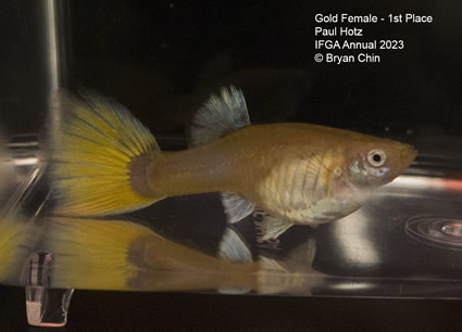 female guppy yellow