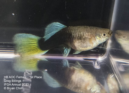 female guppy hb yellow green