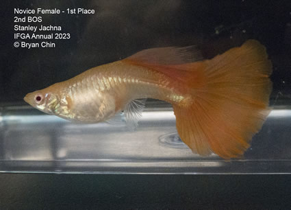 female guppy red