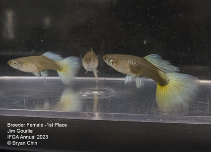 female guppy hb yellow