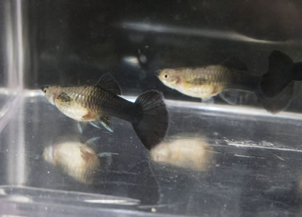 female guppy black