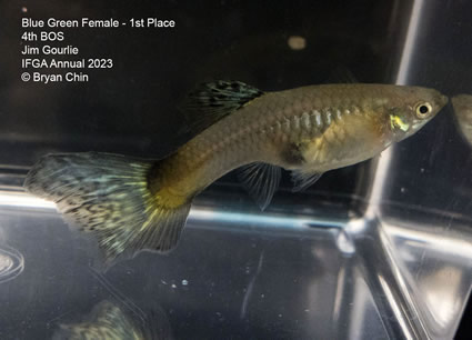 female guppy variegated