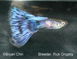 purple bicolor AOC bicolor guppy