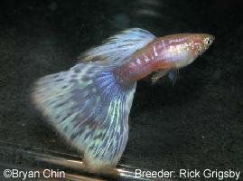 purple bicolor AOC bicolor guppy