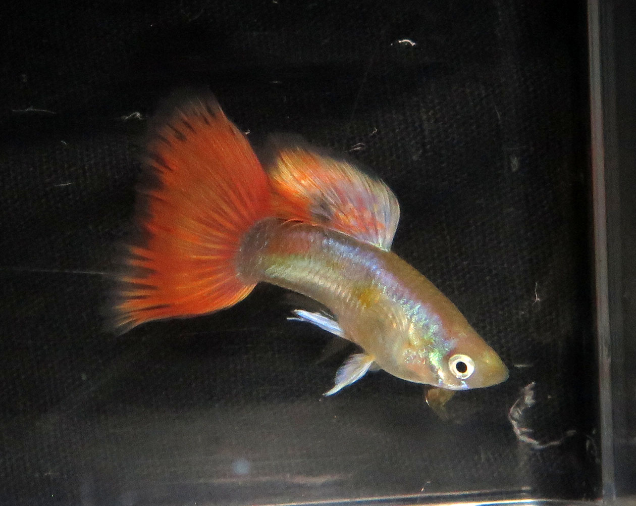 red gold metal guppy