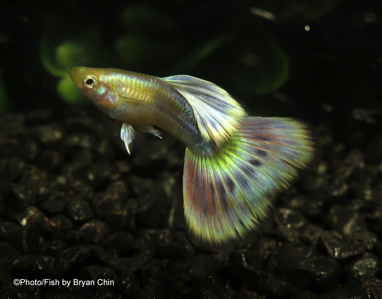 Gold body Mg mutation guppy