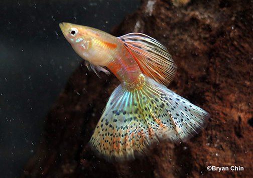 multicolor blonde guppy