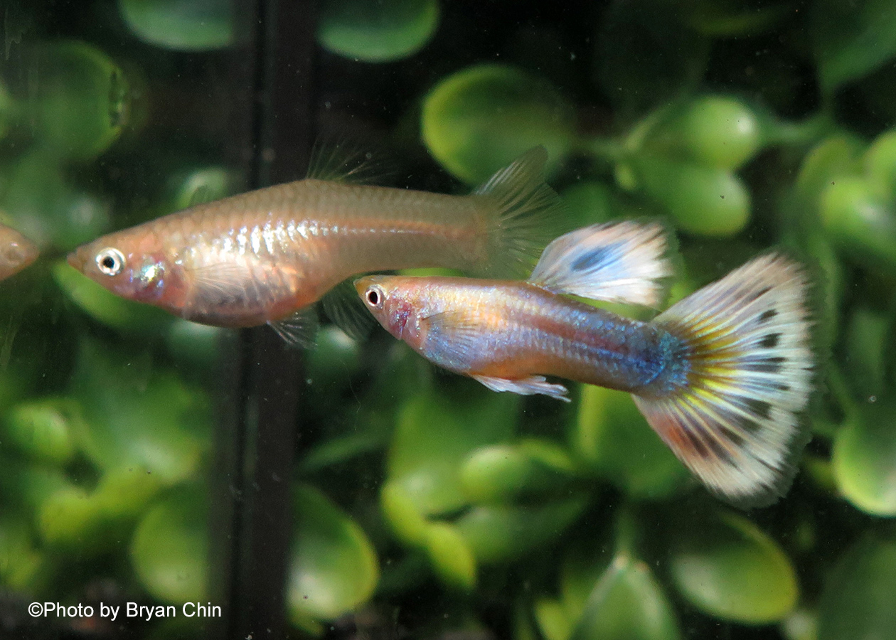 blonde gold metal multicolor guppy