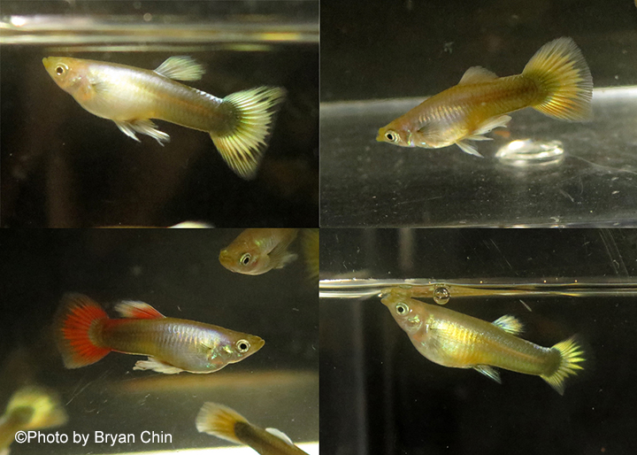 blonde gold metal guppy multicolor