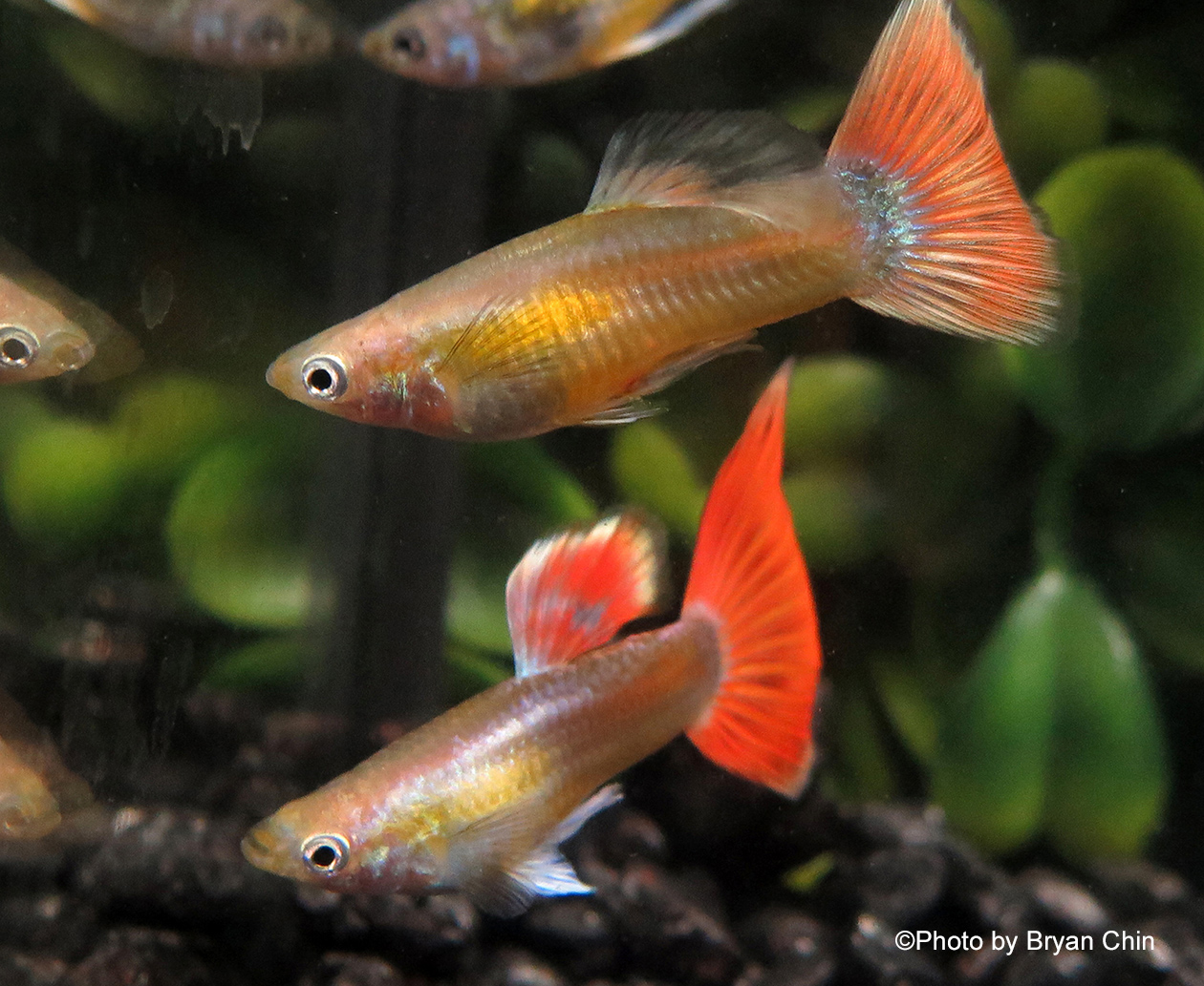 Gold red guppy metal