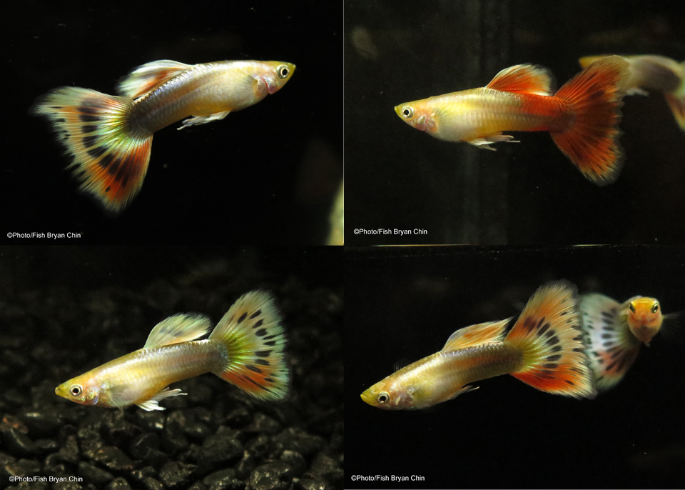 Guppy Gold Multicolor Mbag