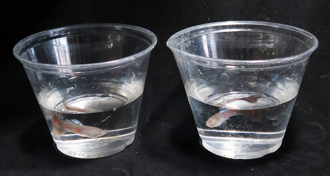 Fish in cups