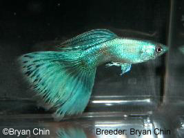 Moscow green bicolor guppy