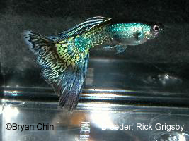 Metal head blue bicolor guppy