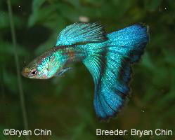 Blue guppy