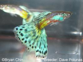 Bronze guppy bicolor